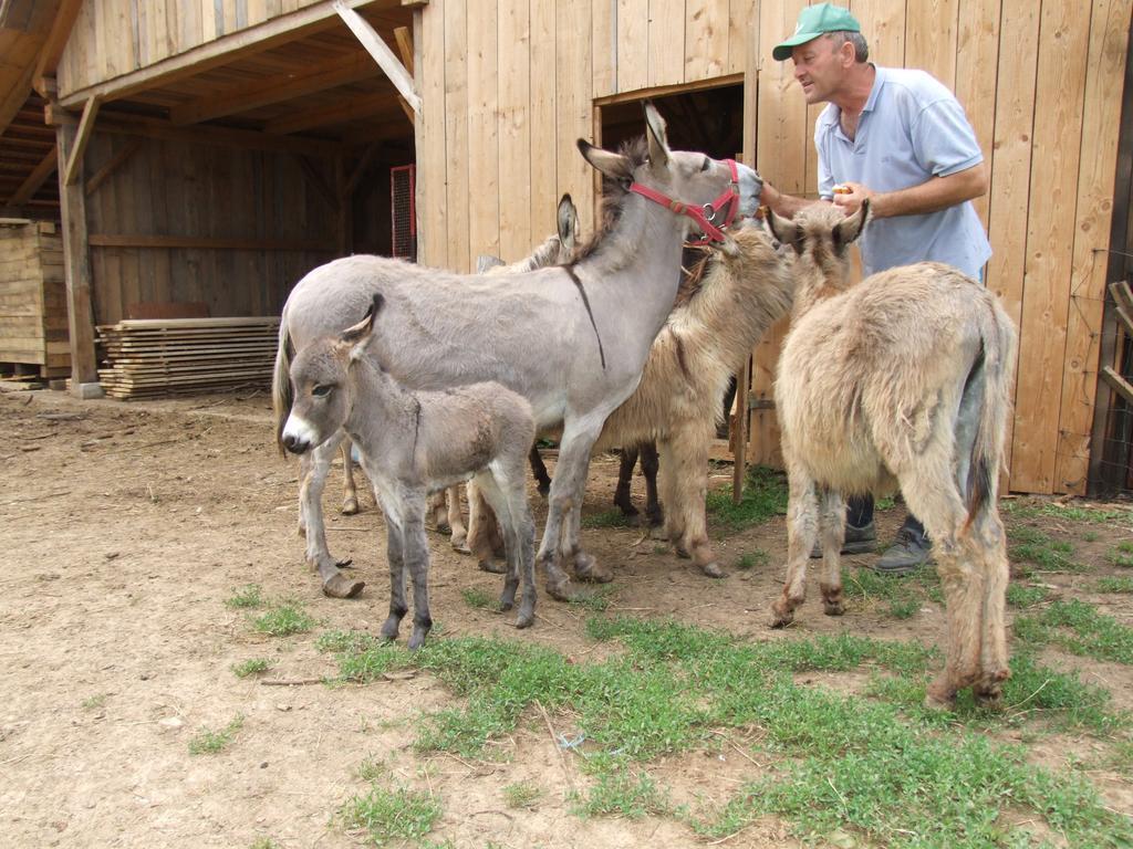 הוילה Semic Tourist Farm Ob Izviru Krupe מראה חיצוני תמונה